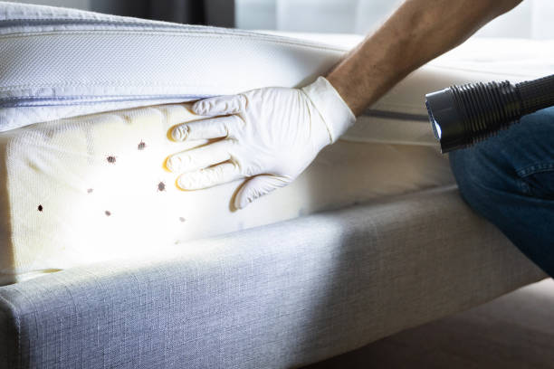 Best Emergency Pest Control  in Odenton, MD
