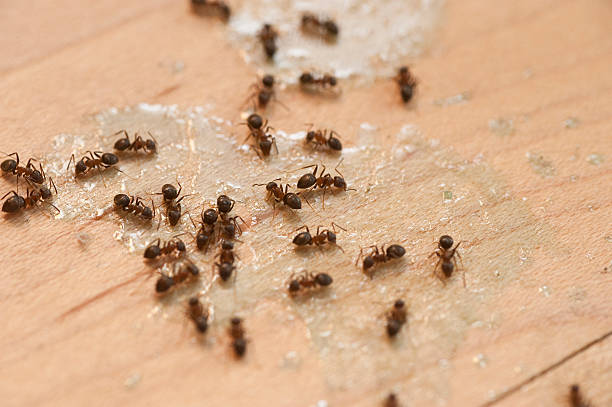 Best Best Pest Control Companies  in Odenton, MD