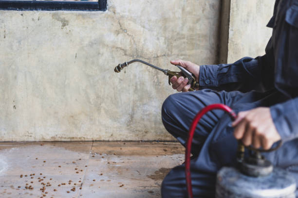 Wasp Removal Services in Odenton, MD